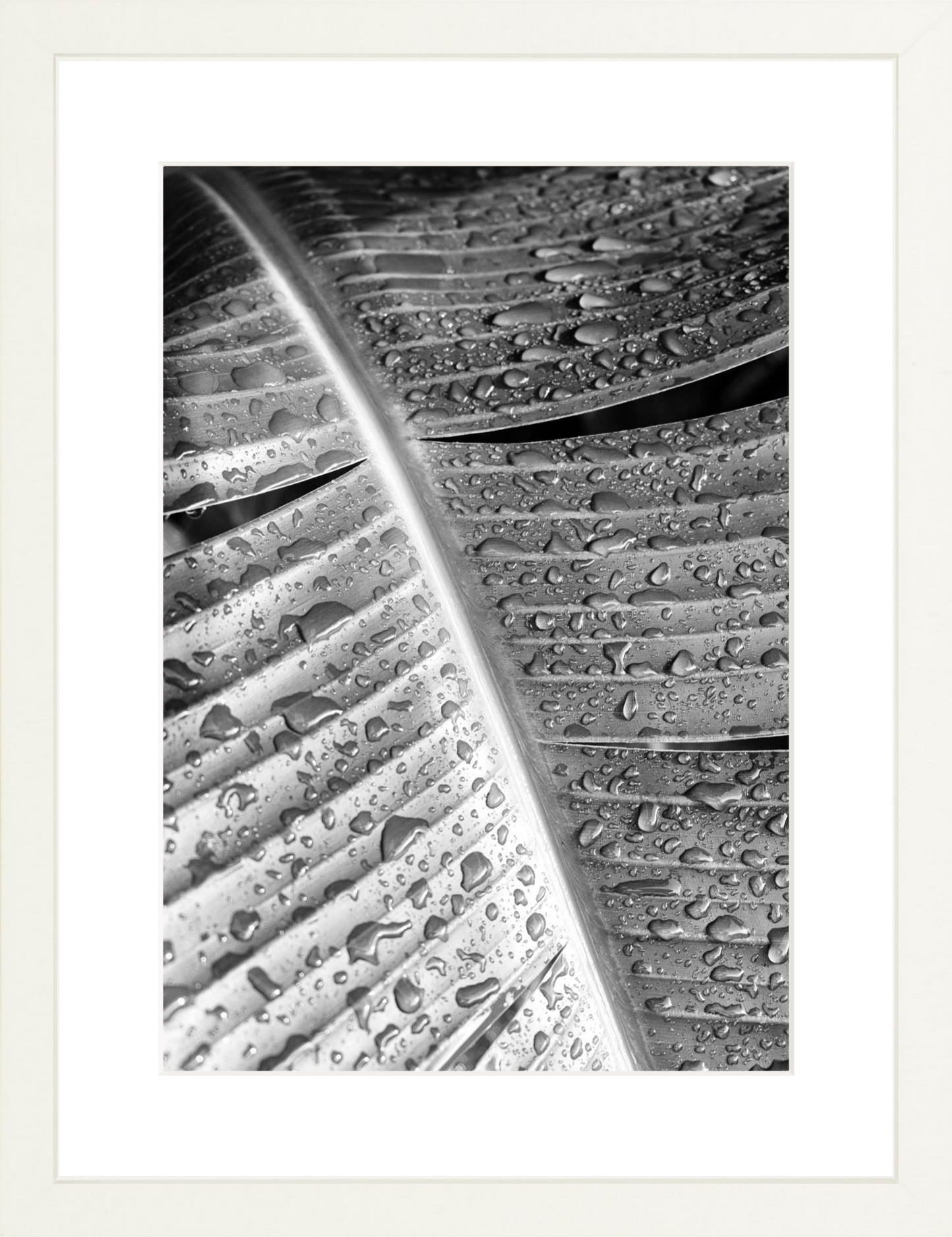 Wet Leaves 2
