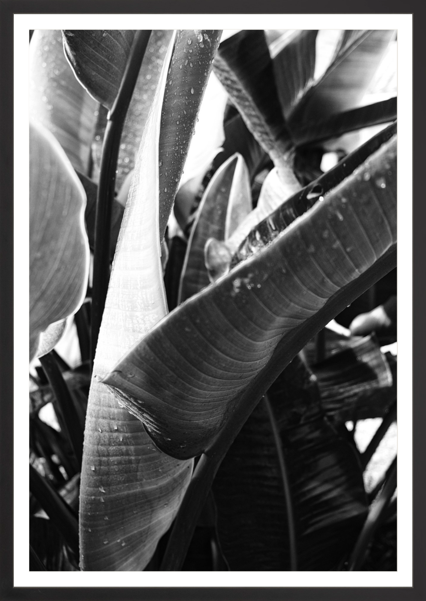 Bird of Paradise 1