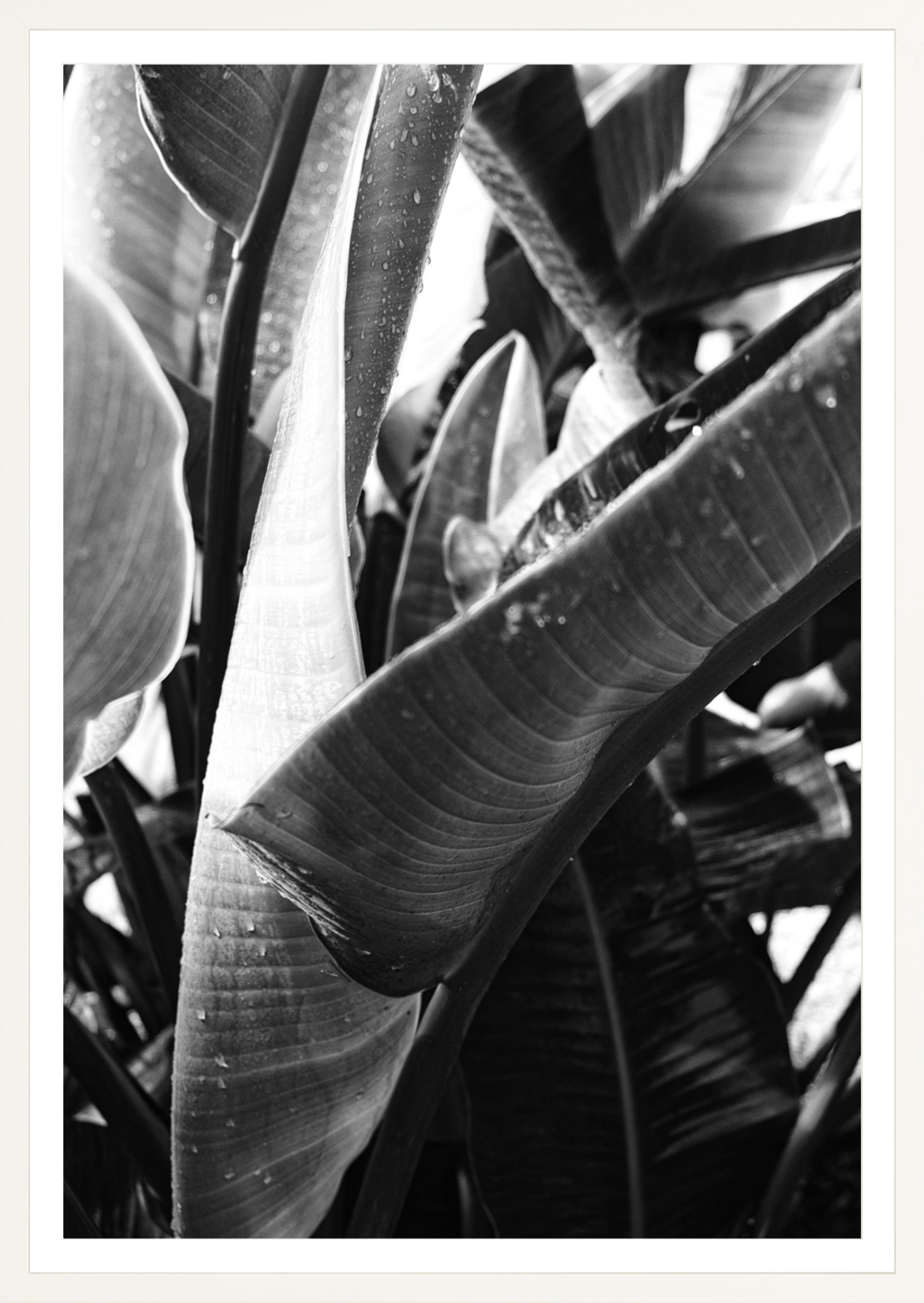 Bird of Paradise 1