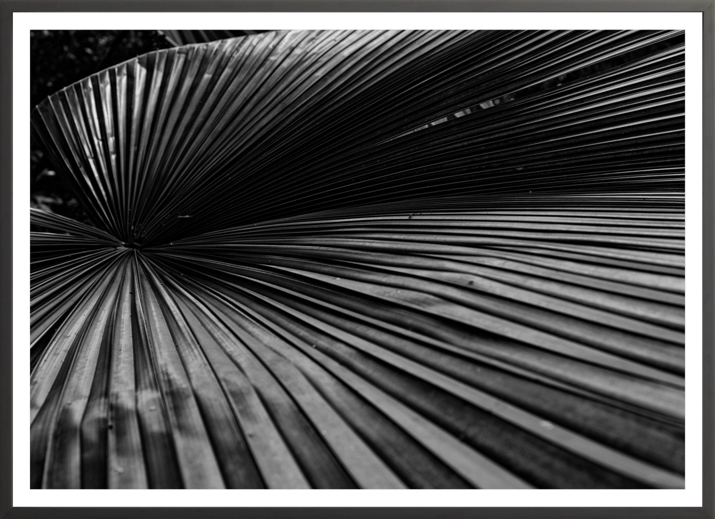 Fan Palm