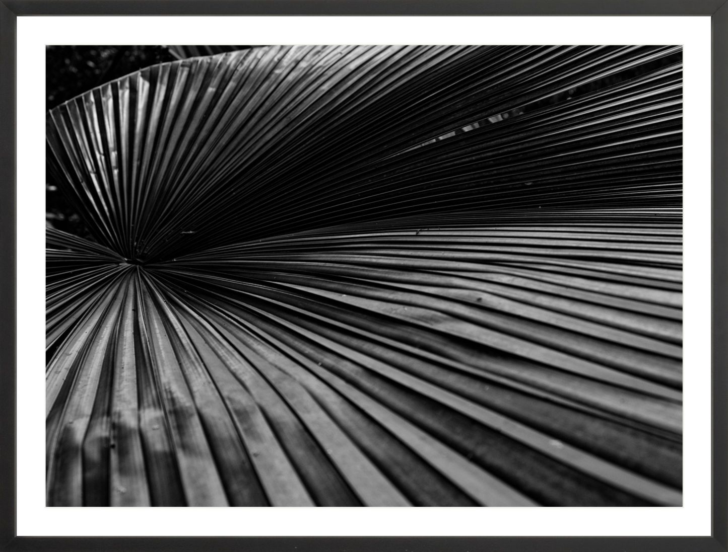 Fan Palm
