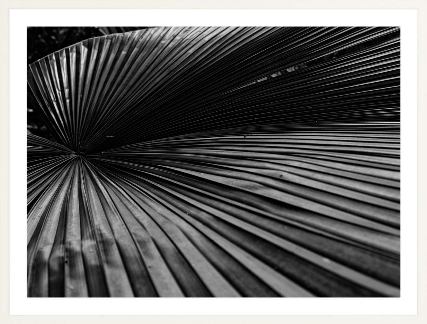 Fan Palm