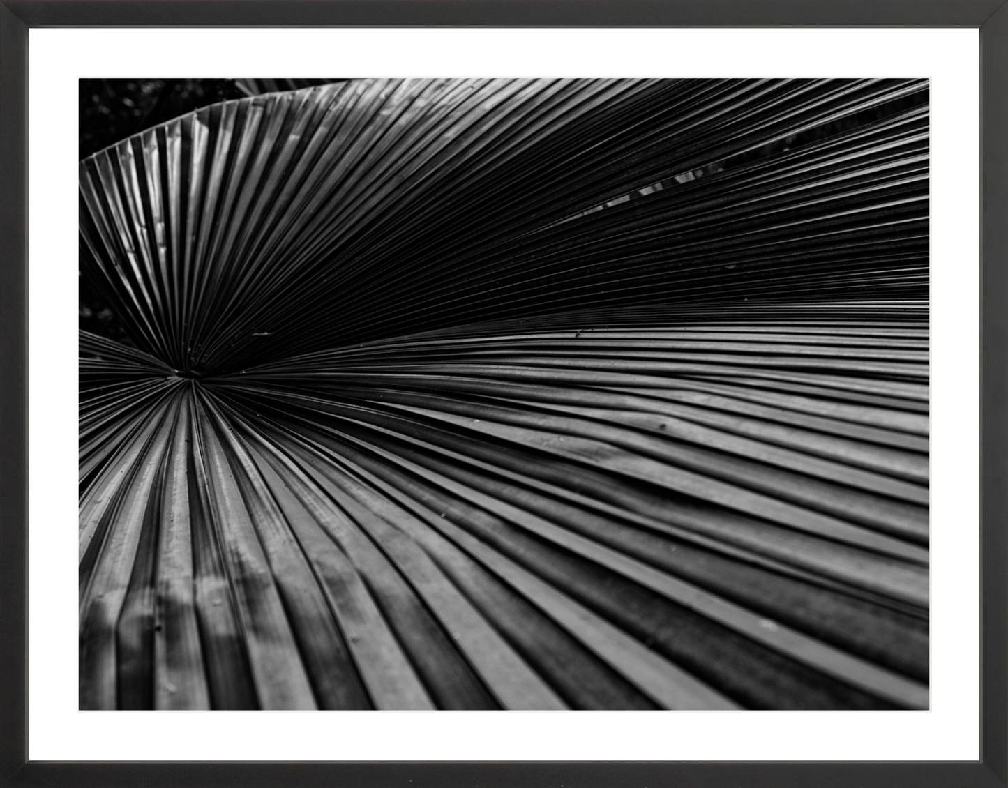 Fan Palm