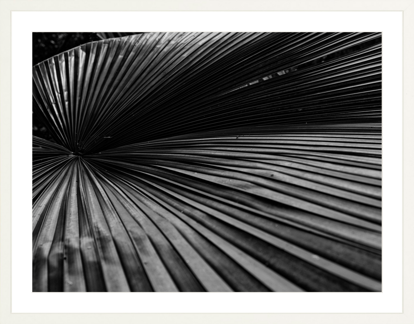 Fan Palm