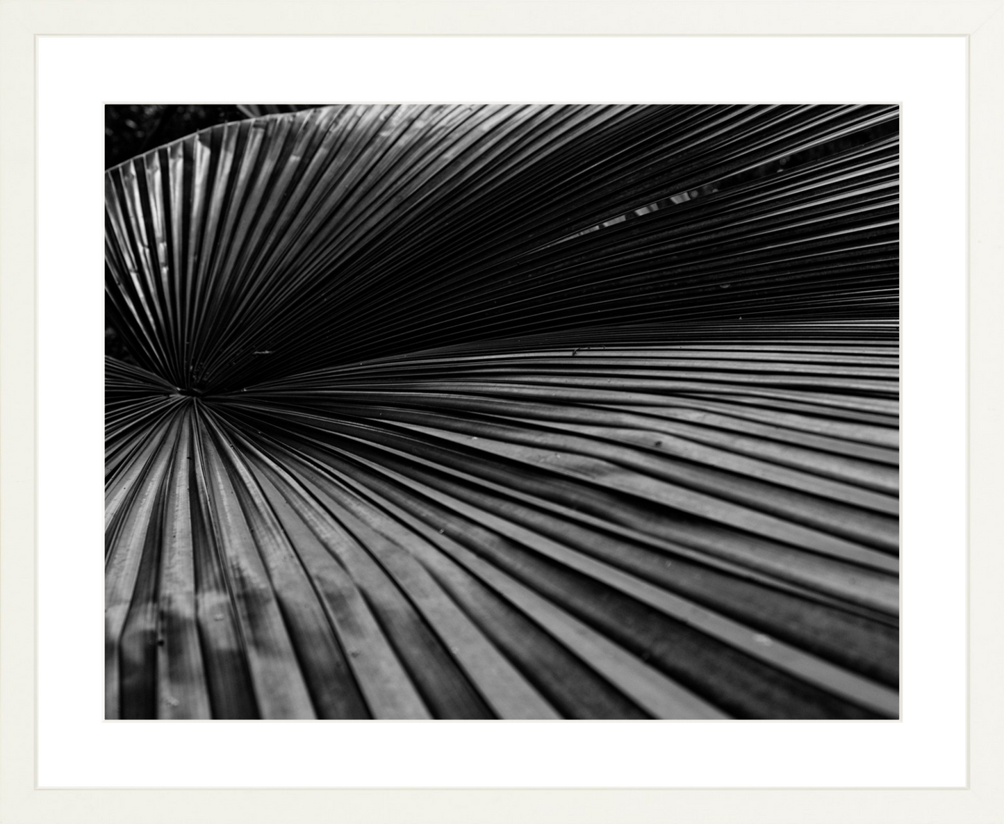 Fan Palm