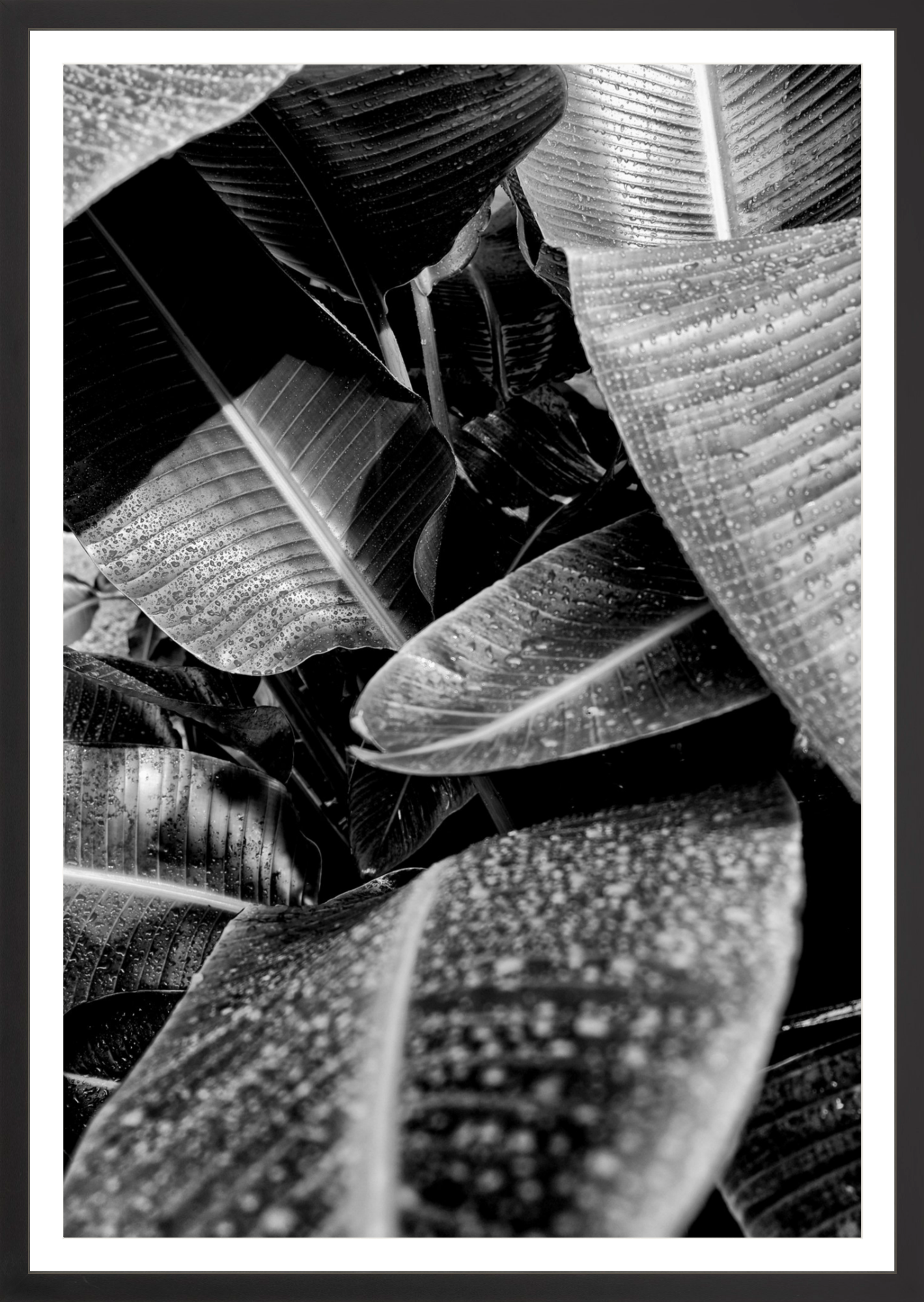Wet Leaves 1
