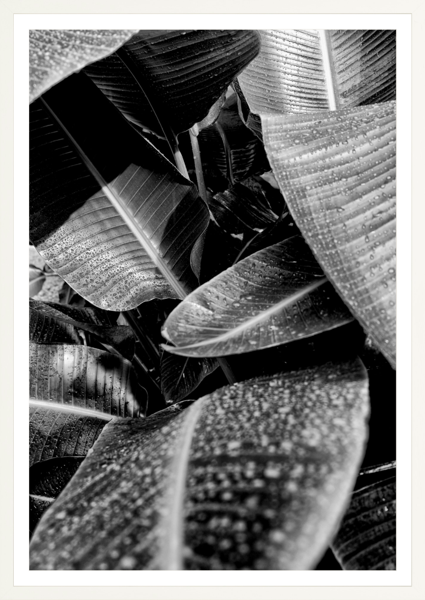 Wet Leaves 1