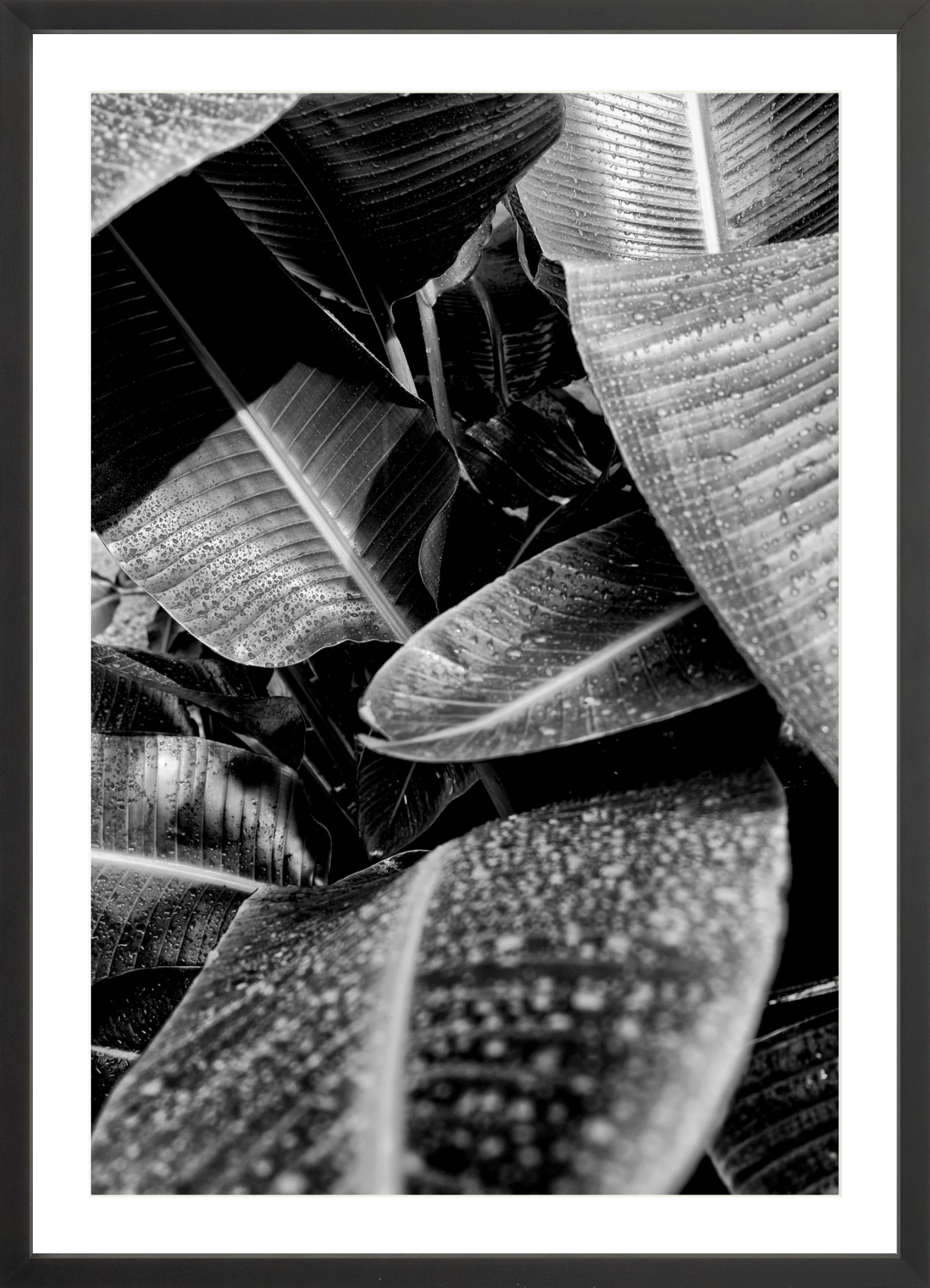 Wet Leaves 1