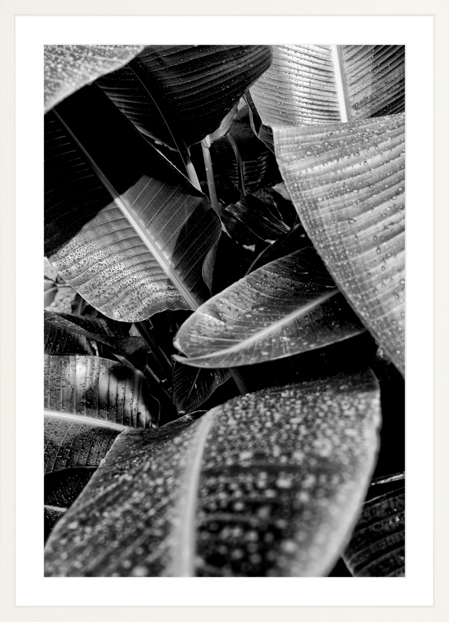 Wet Leaves 1
