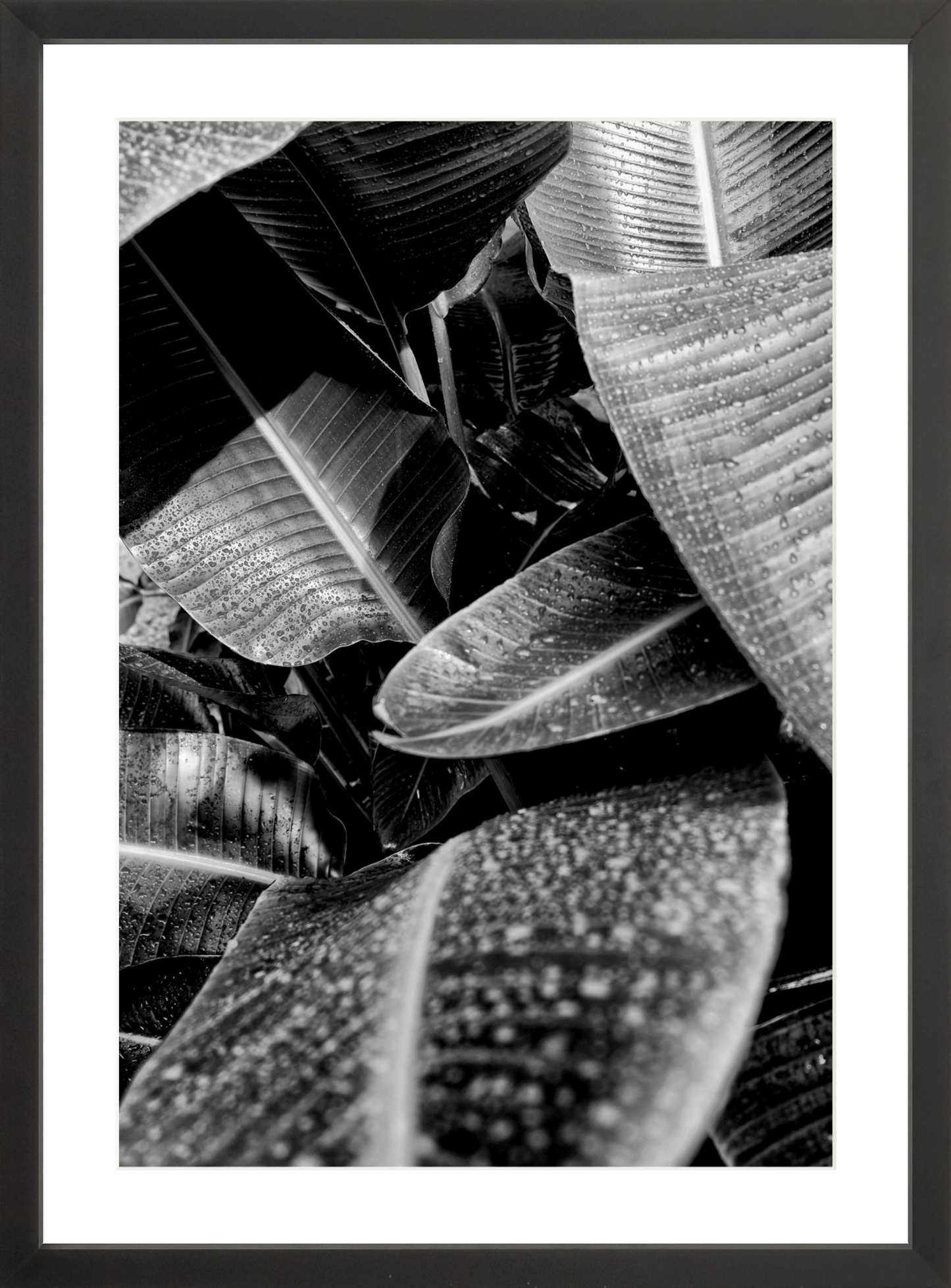 Wet Leaves 1