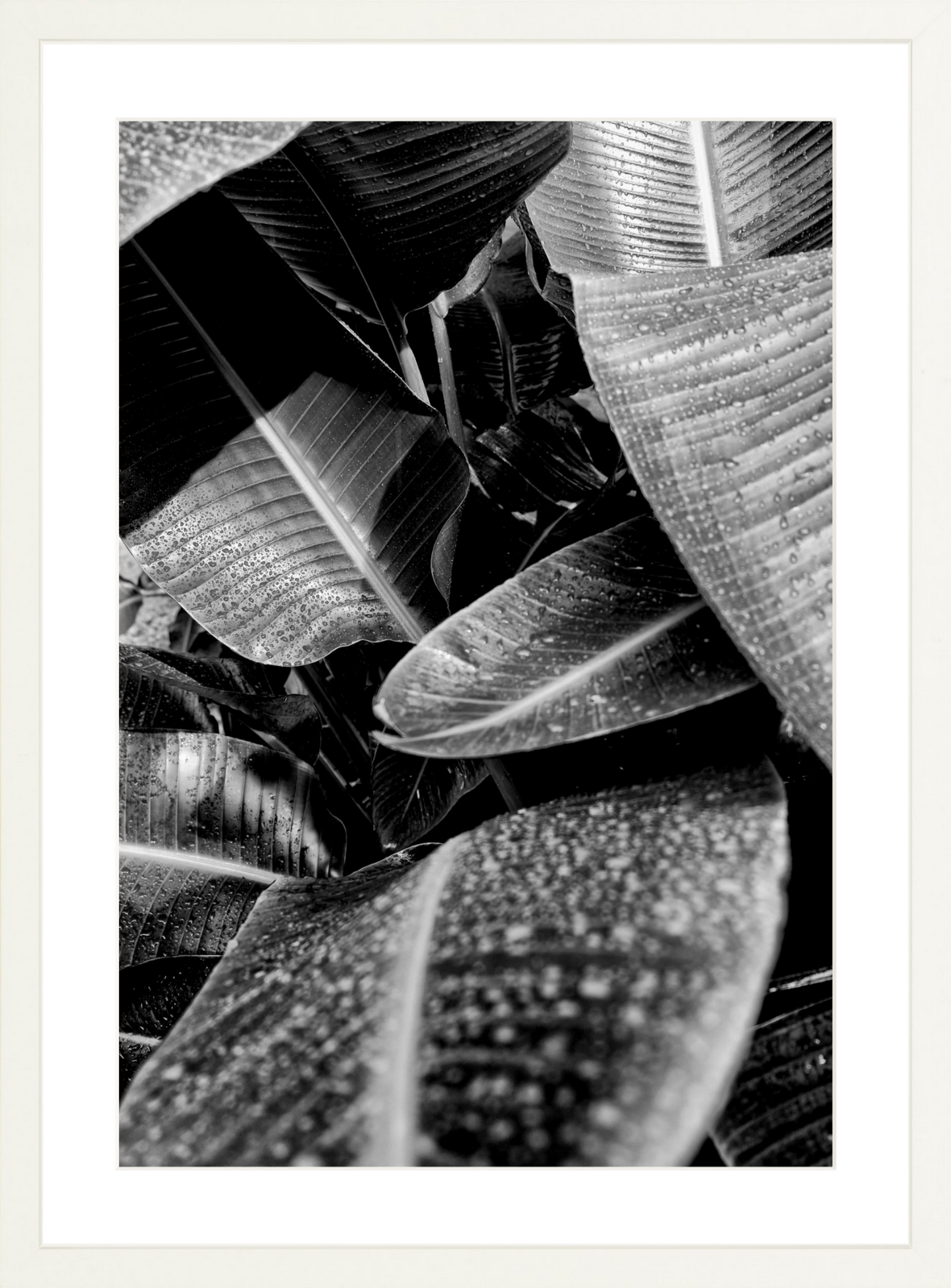 Wet Leaves 1