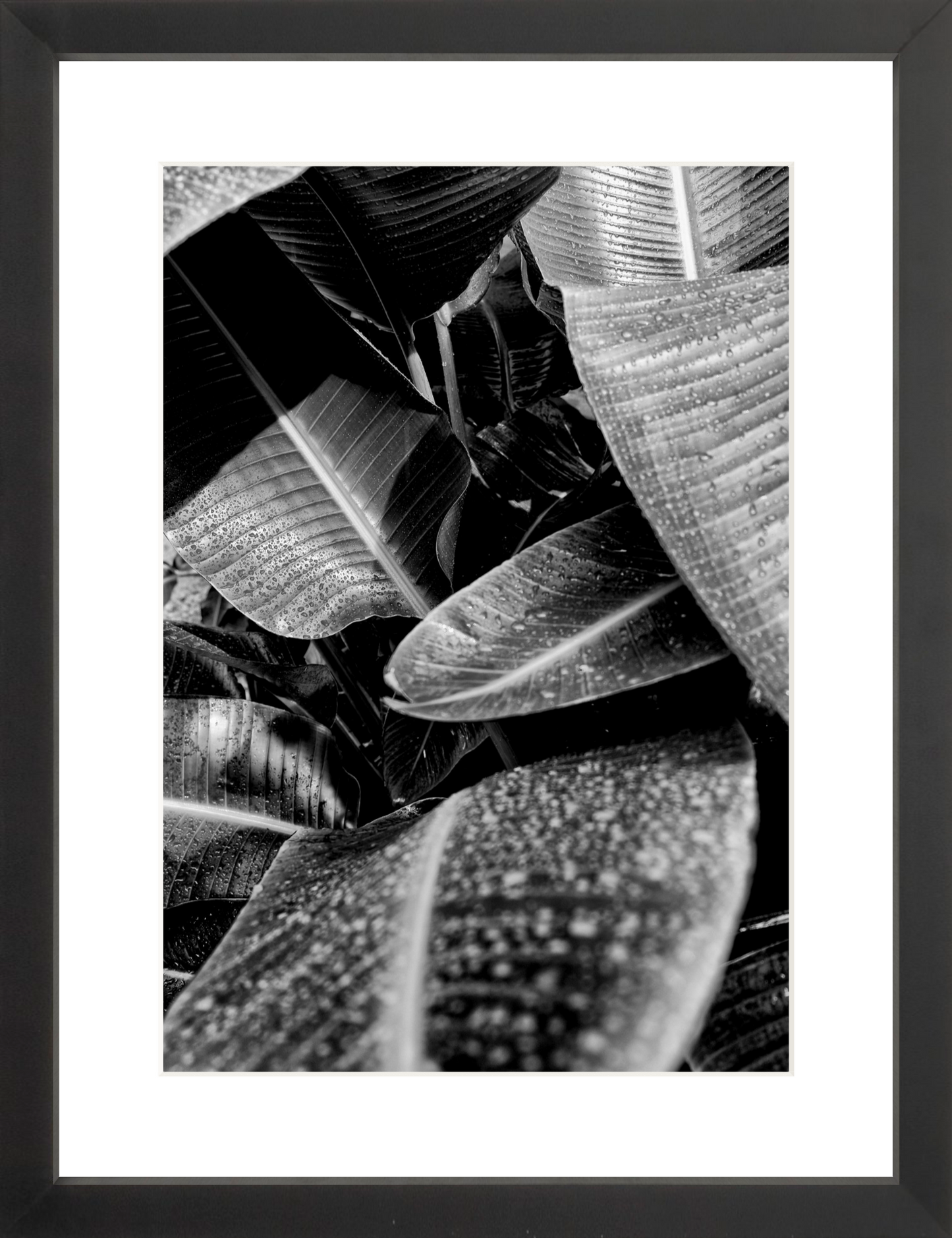 Wet Leaves 1