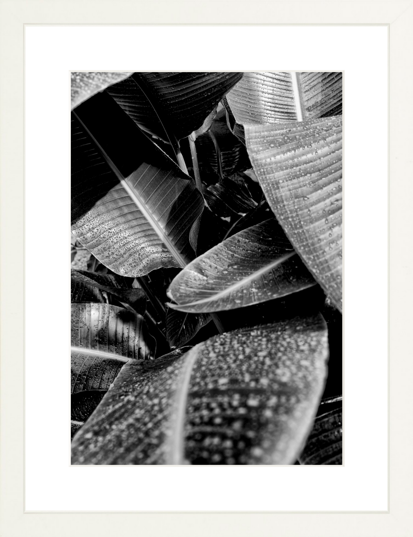 Wet Leaves 1
