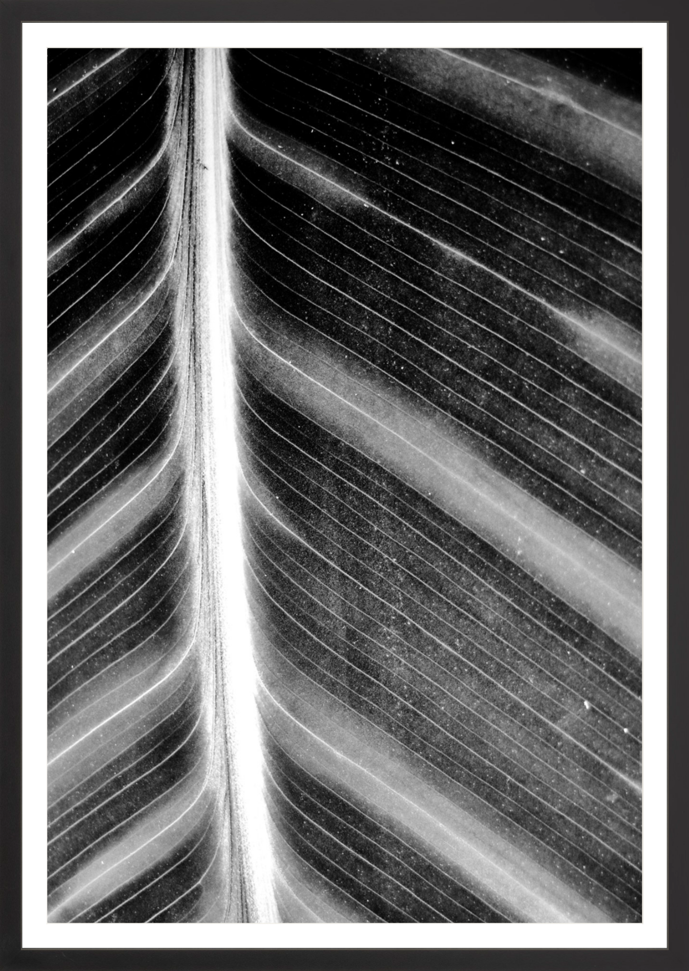 Leaf Structure Study