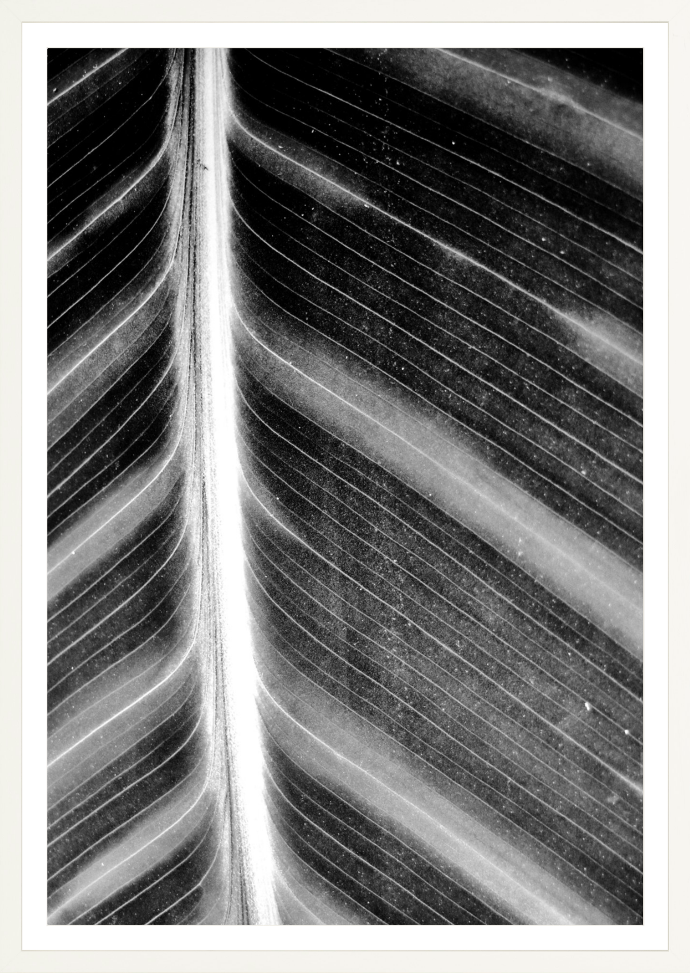 Leaf Structure Study
