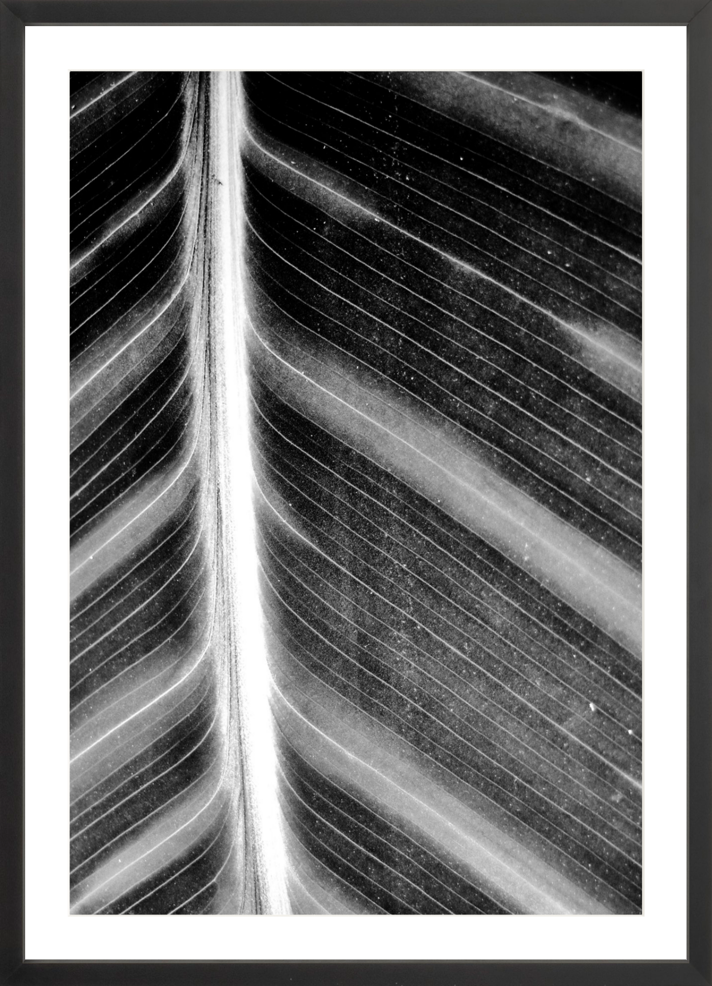 Leaf Structure Study