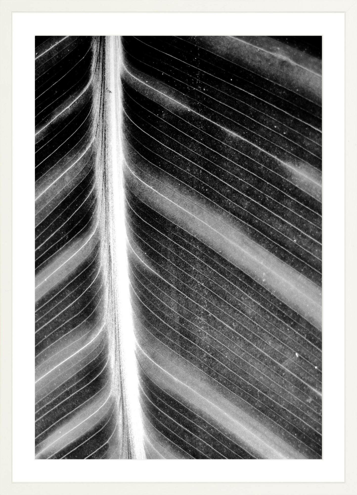 Leaf Structure Study