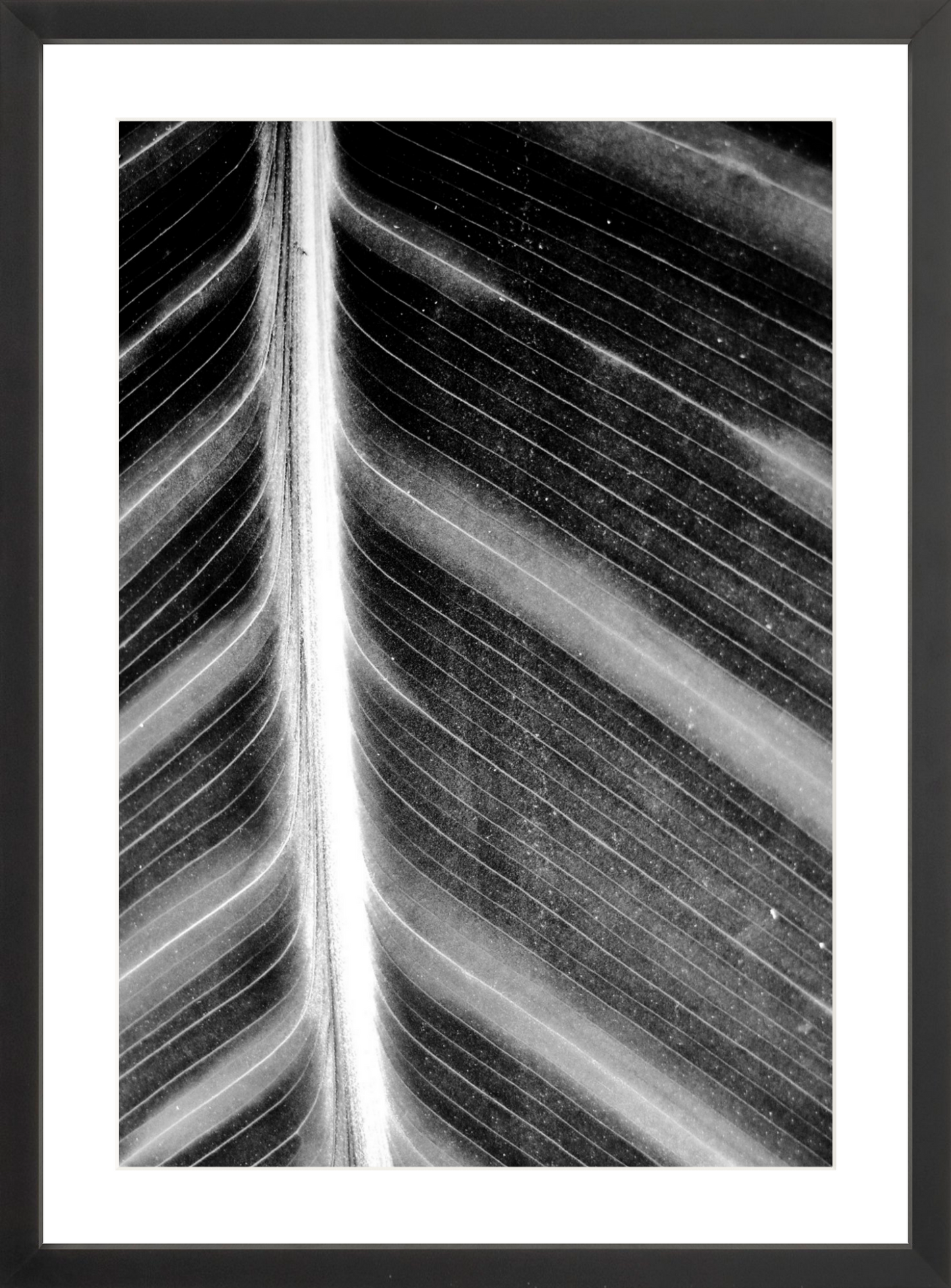 Leaf Structure Study