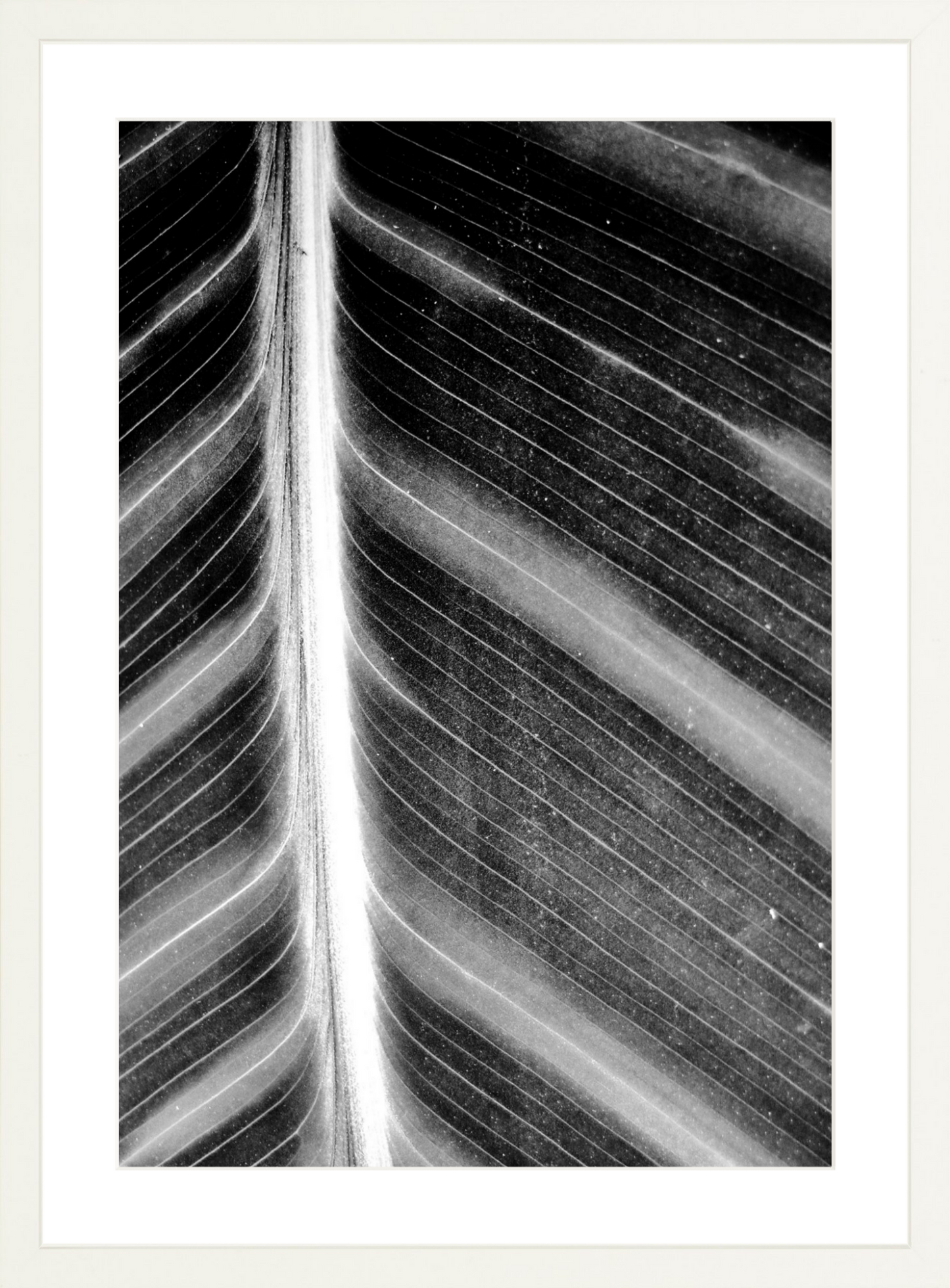 Leaf Structure Study