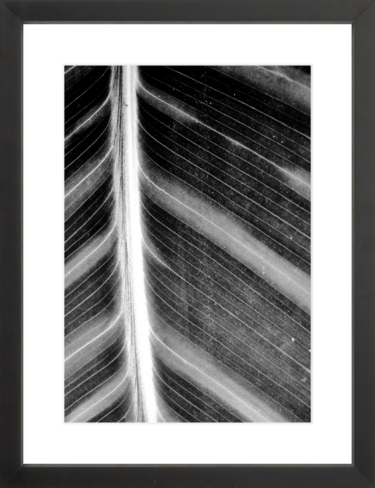 Leaf Structure Study