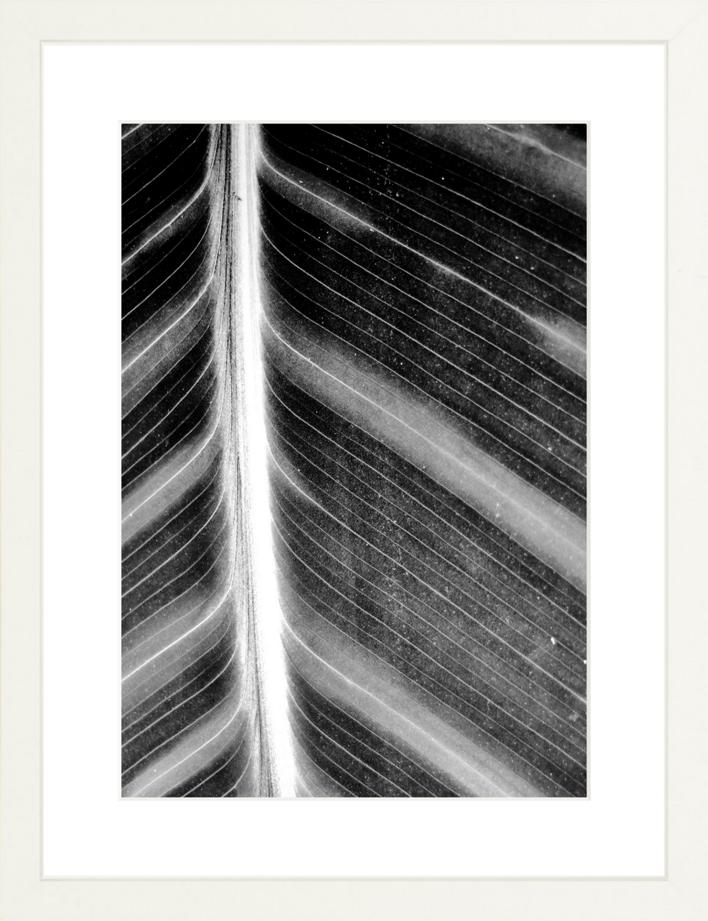 Leaf Structure Study