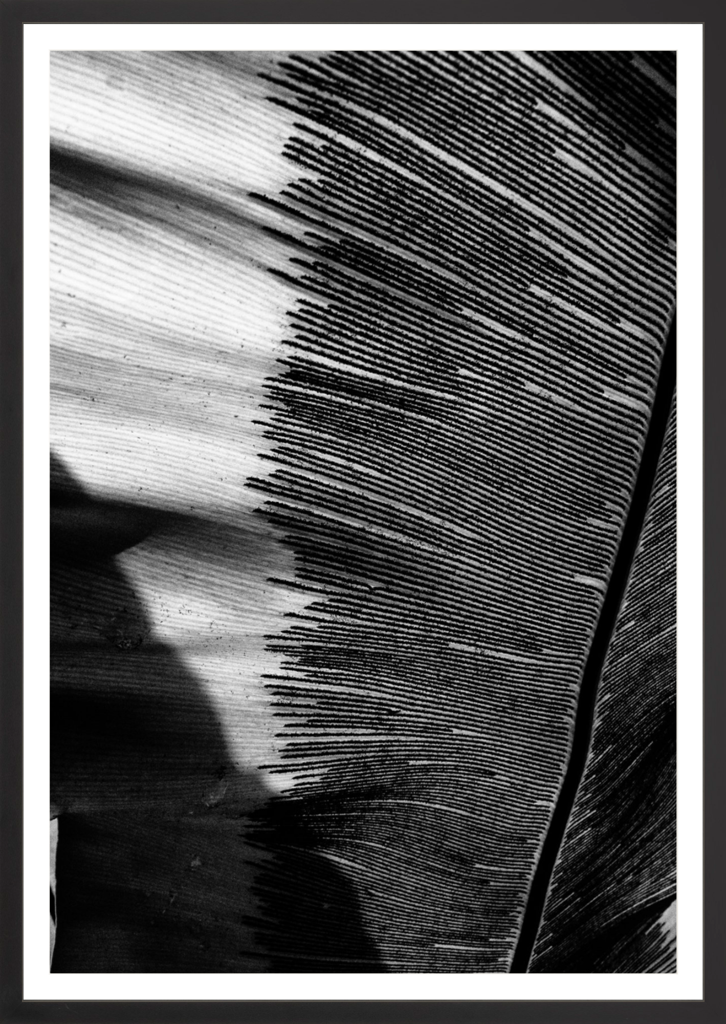 Leaves Shadows