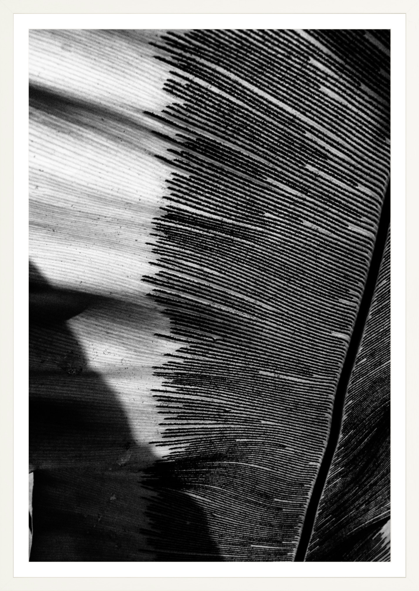 Leaves Shadows
