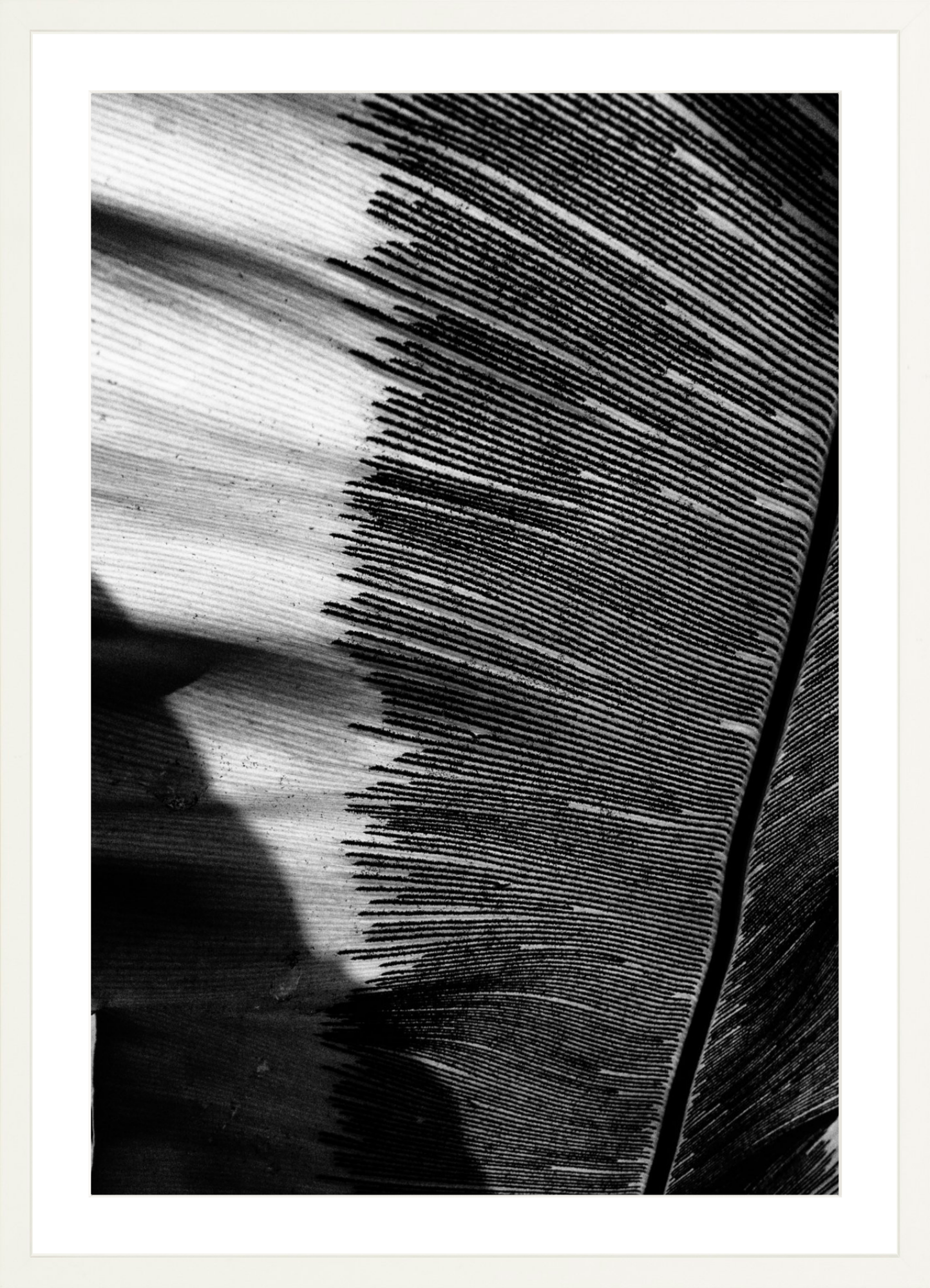 Leaves Shadows