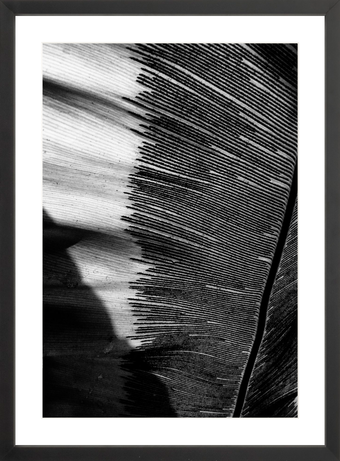 Leaves Shadows