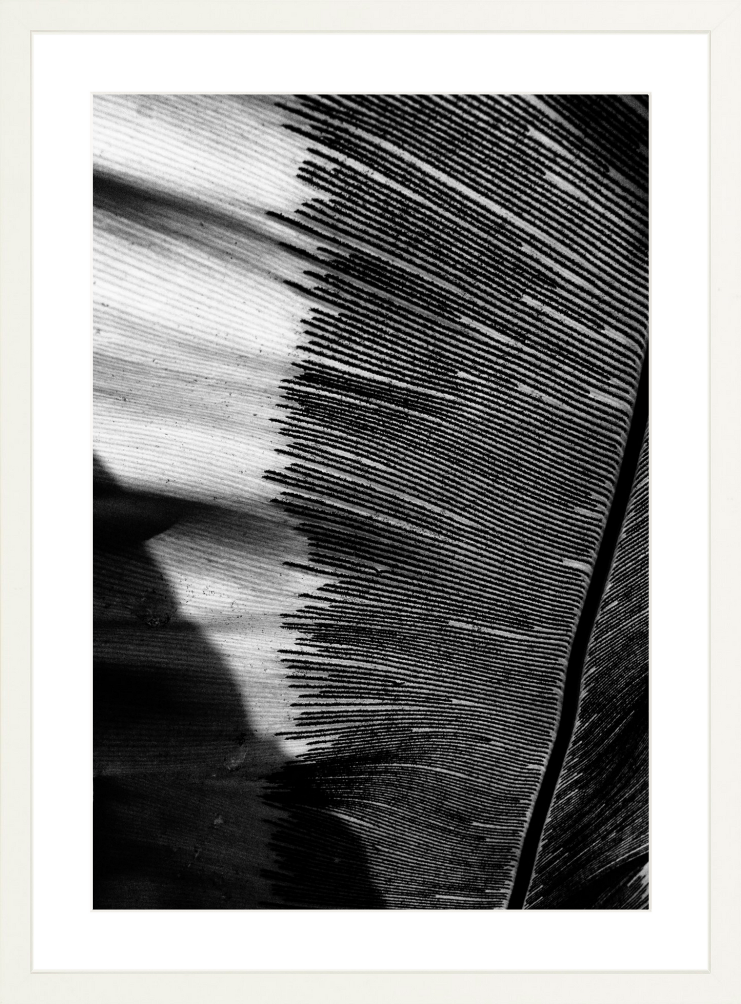 Leaves Shadows