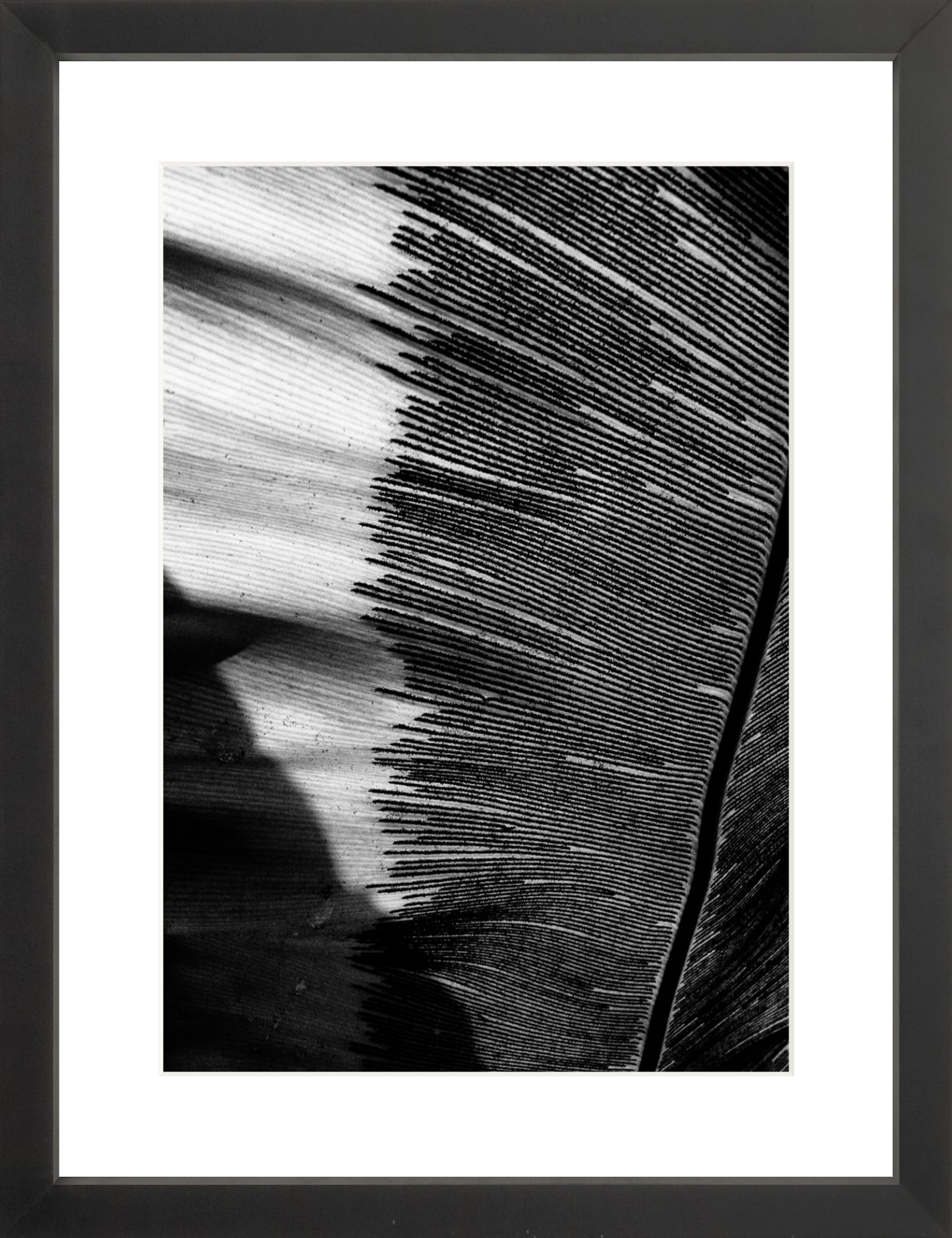 Leaves Shadows