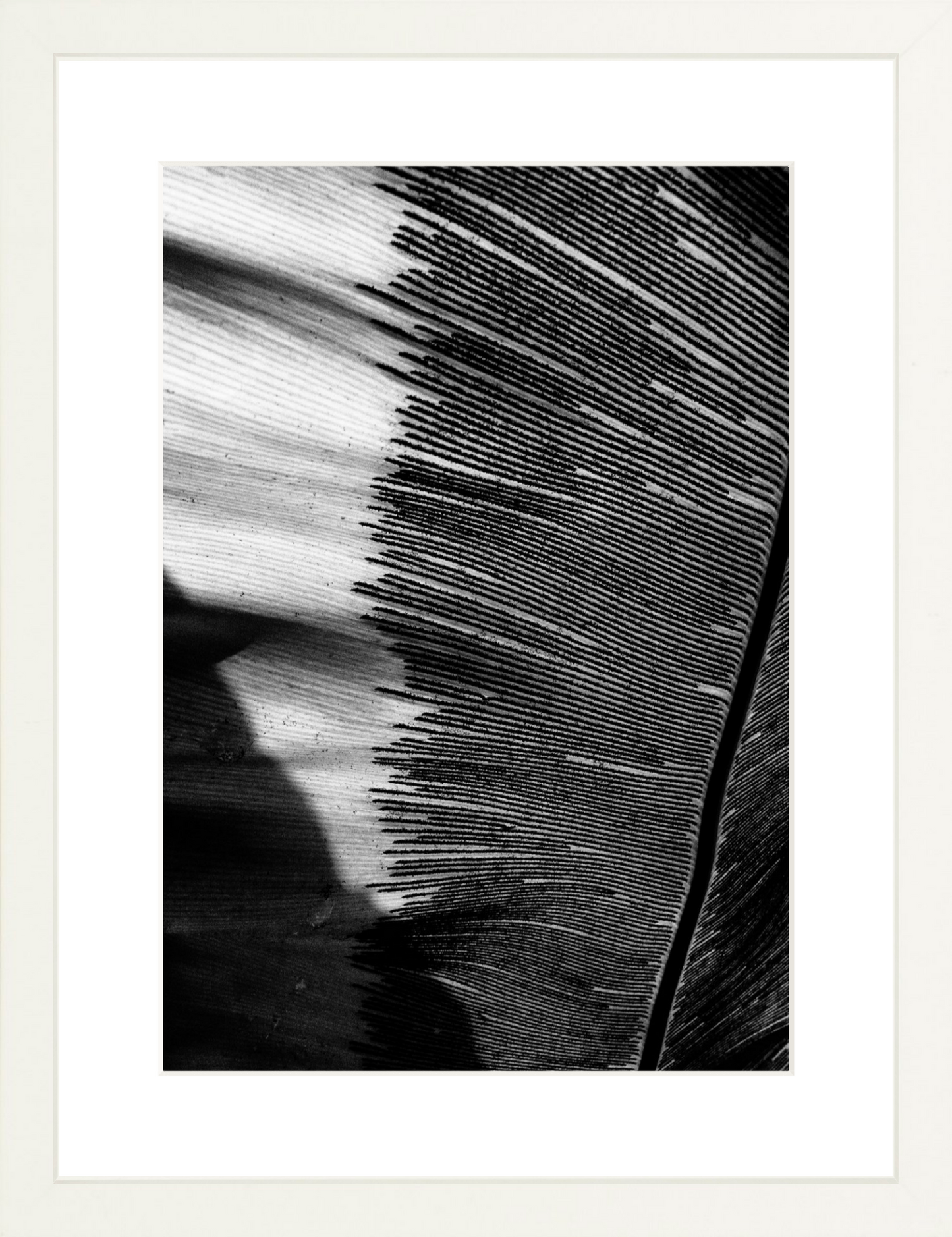 Leaves Shadows