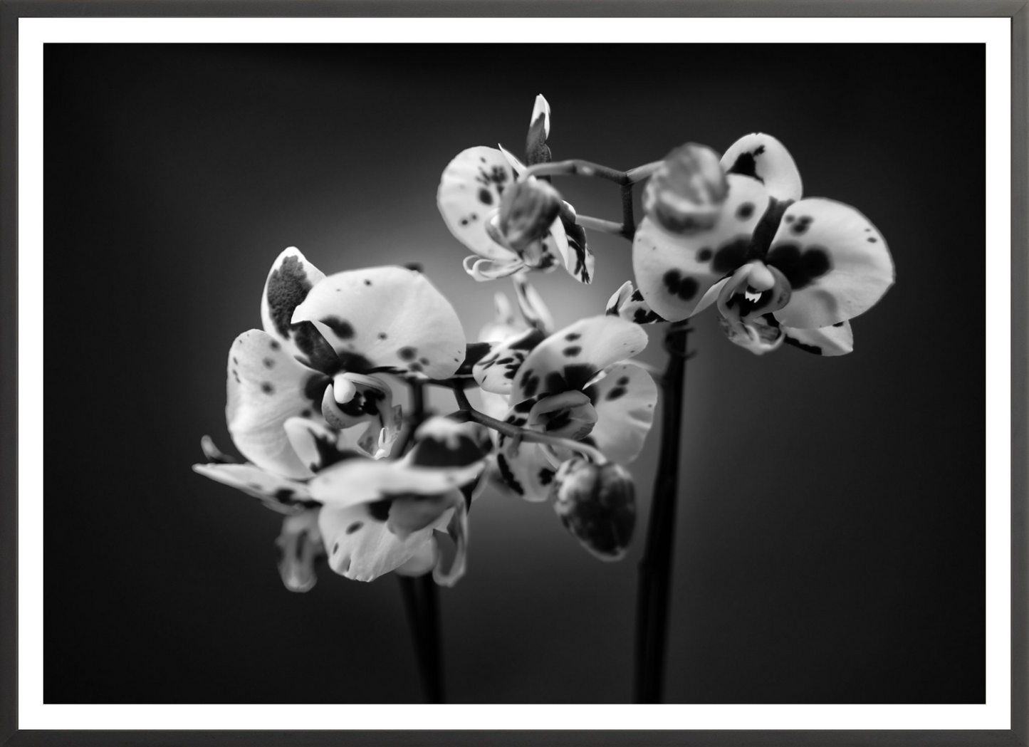 Orchids 1