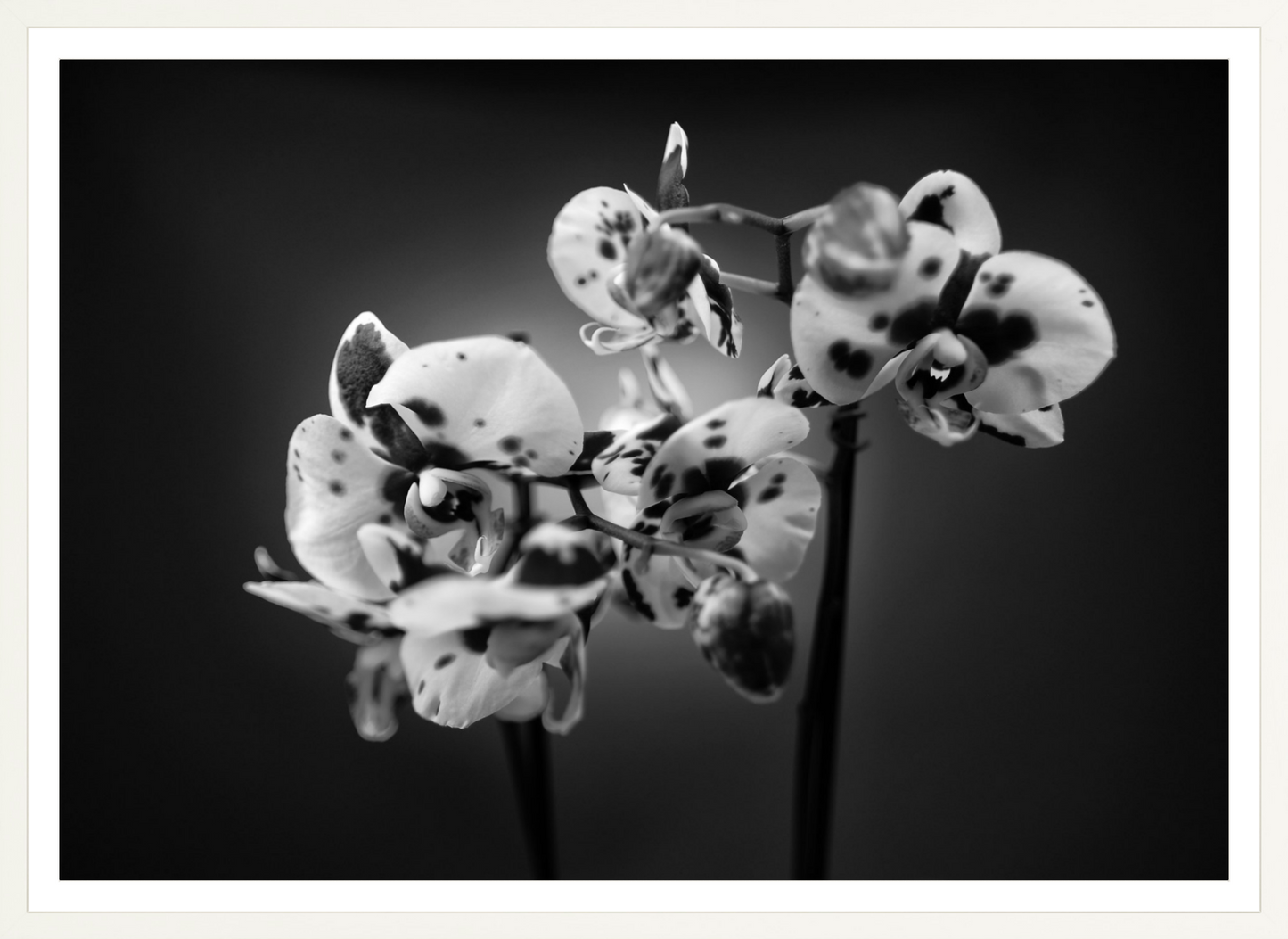 Orchids 1