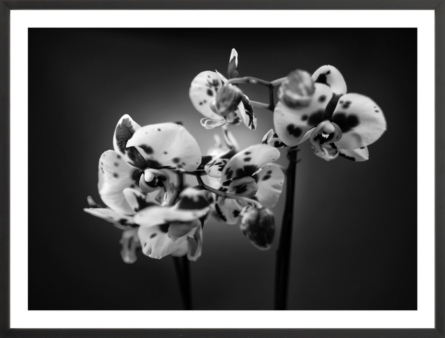 Orchids 1