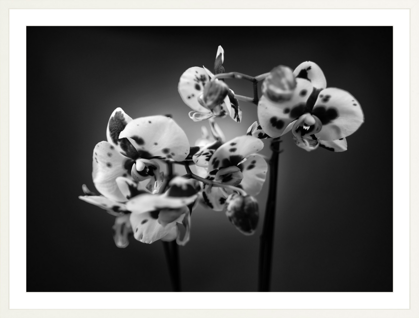 Orchids 1