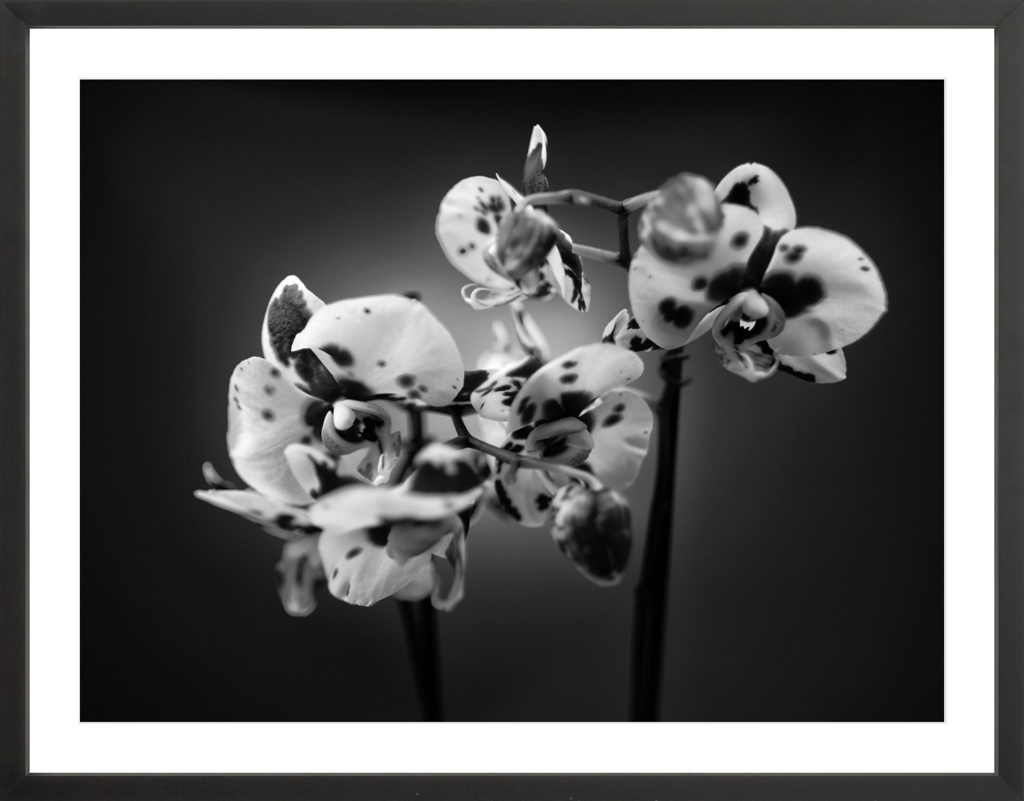 Orchids 1