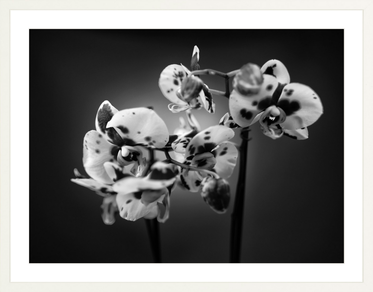 Orchids 1