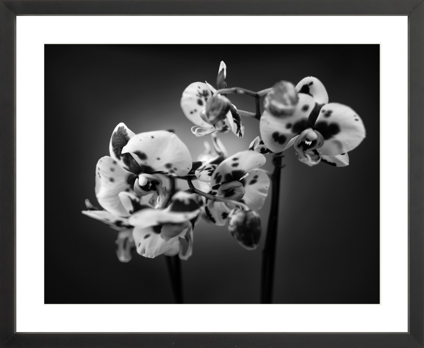 Orchids 1