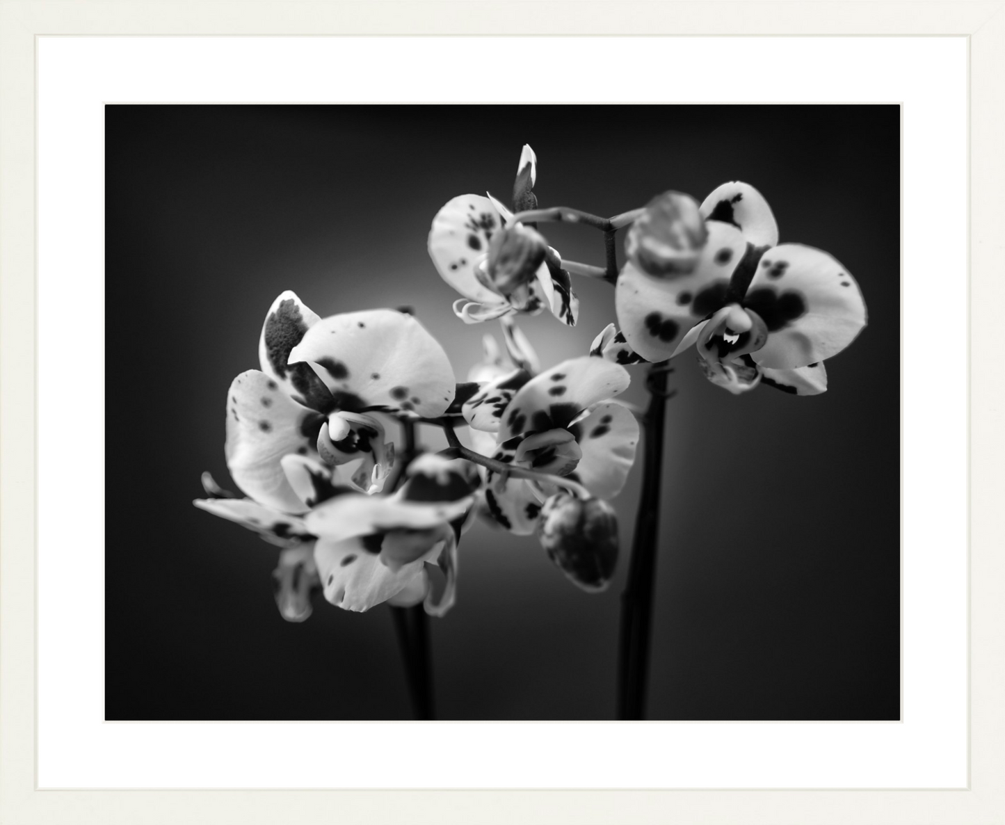 Orchids 1