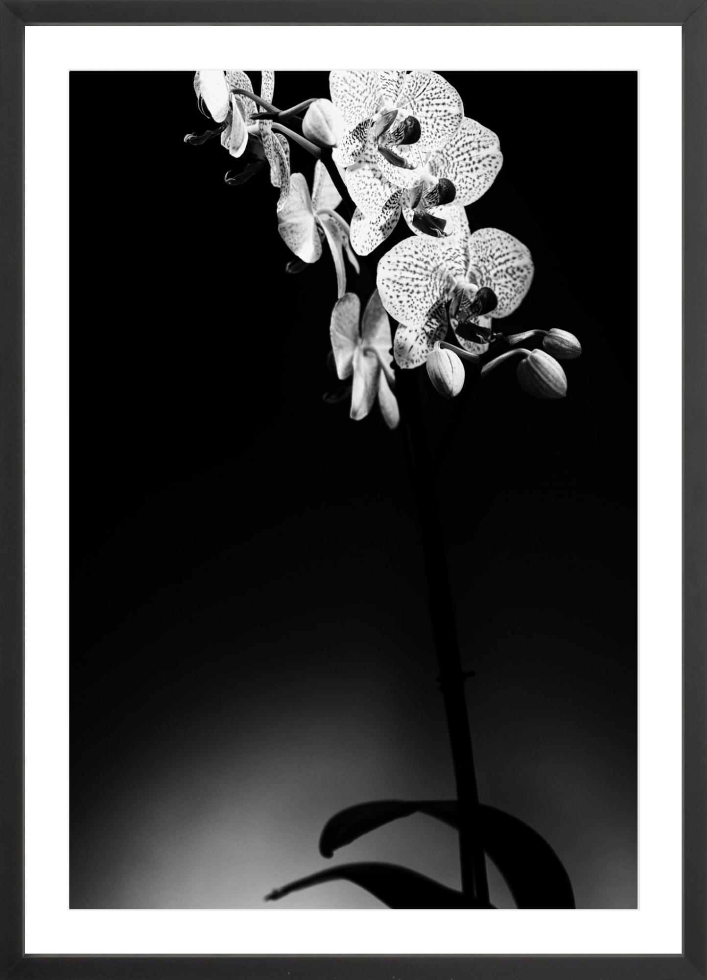 Orchids 2