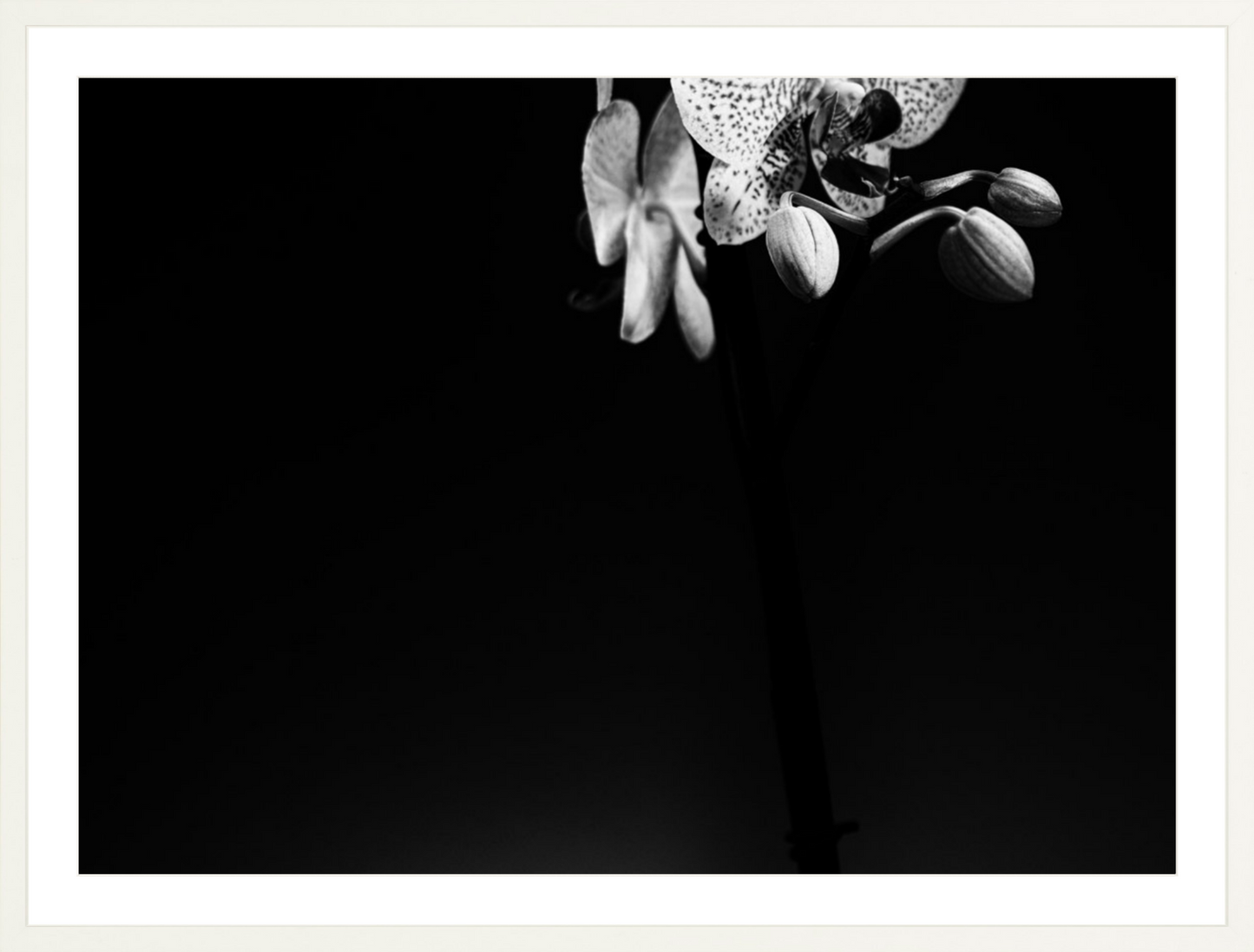 Orchids 2