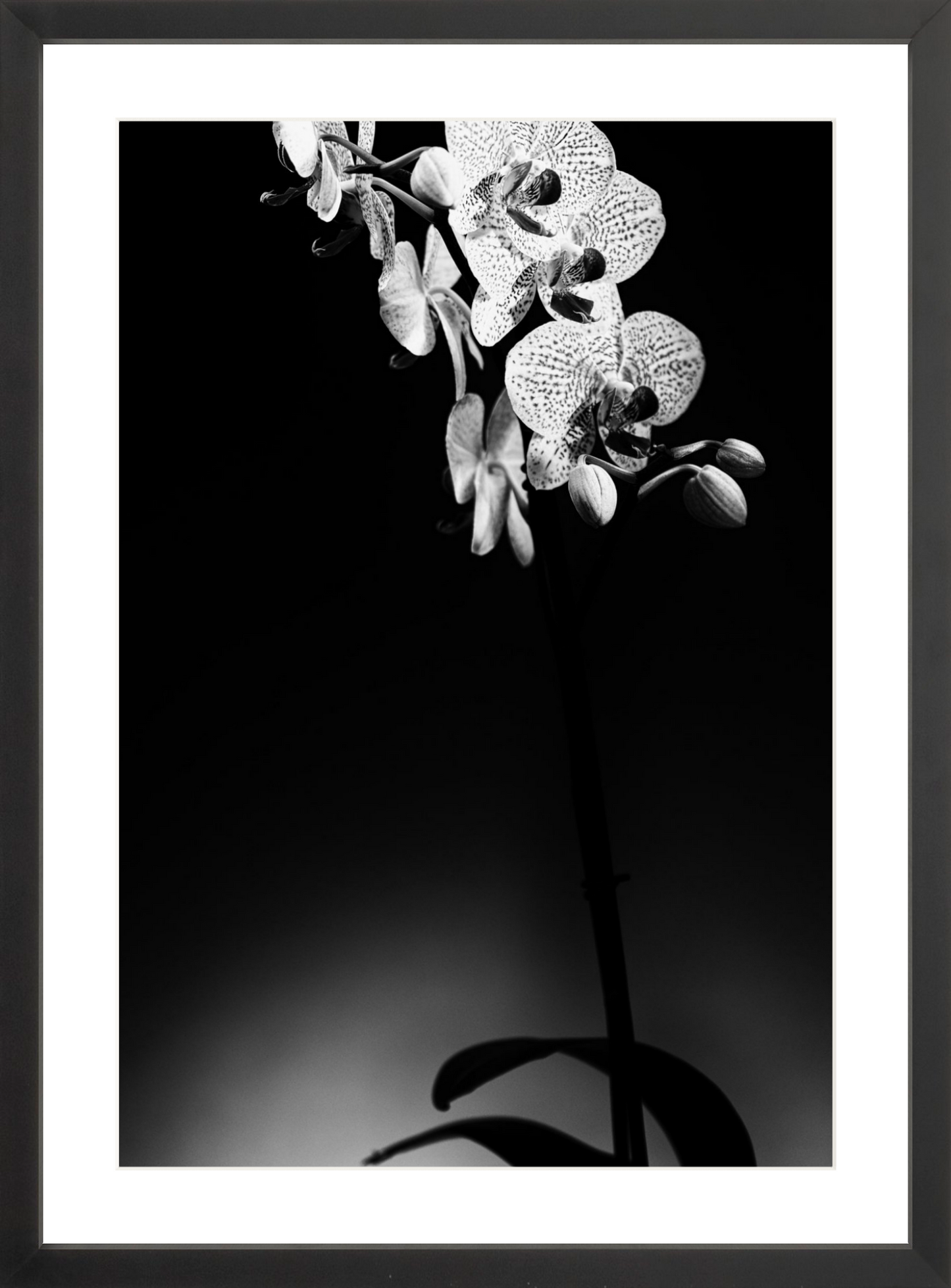 Orchids 2