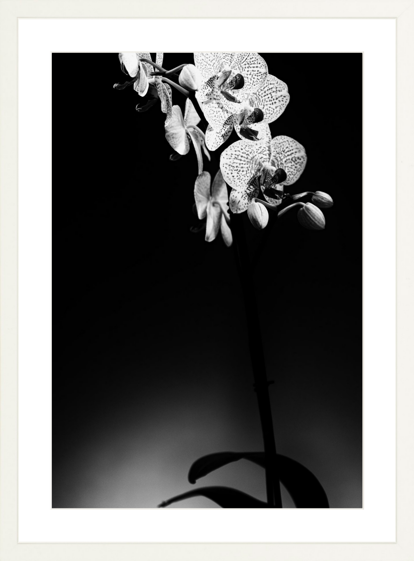 Orchids 2