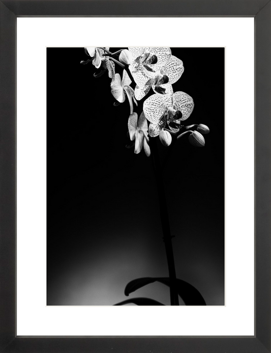 Orchids 2