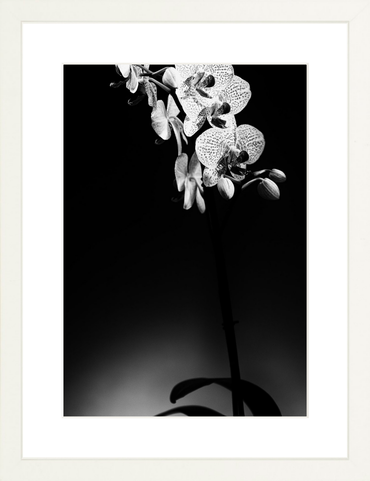 Orchids 2