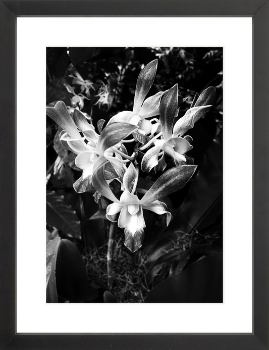 Orchids 4