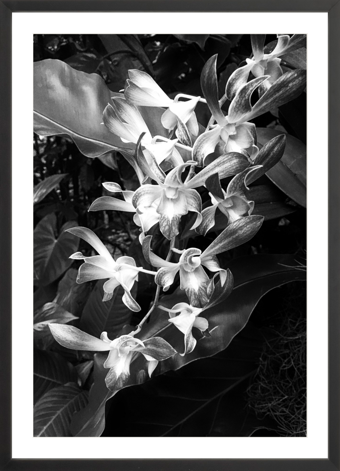 Orchids 5