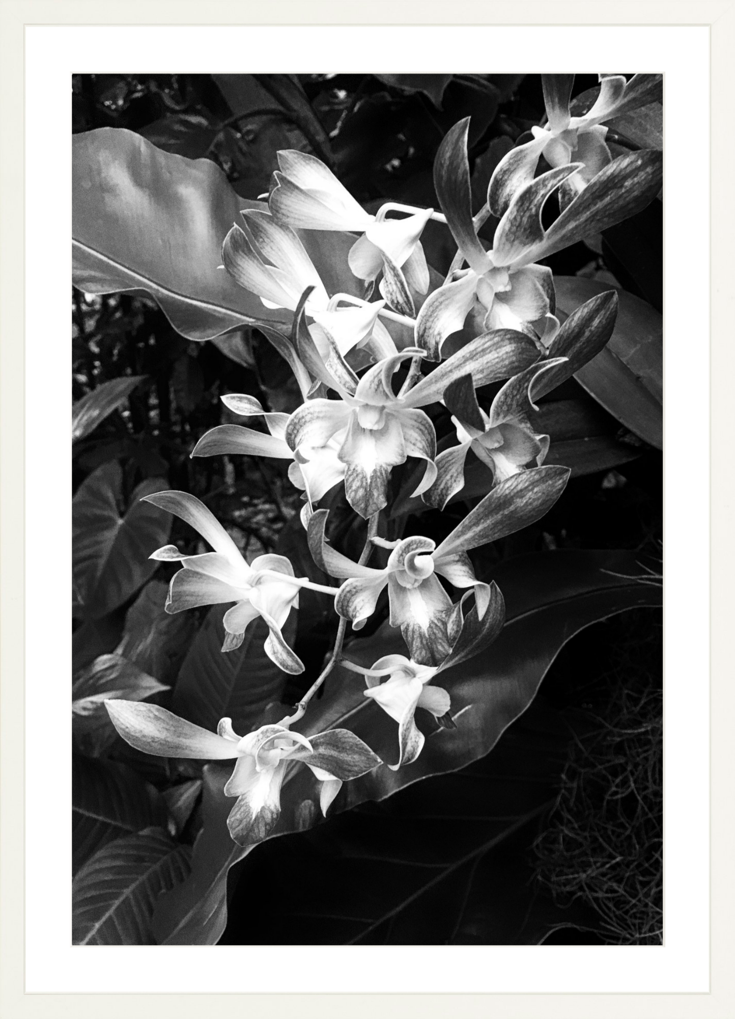 Orchids 5