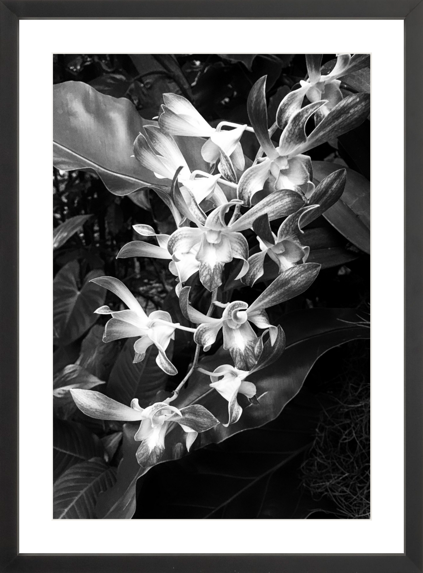 Orchids 5
